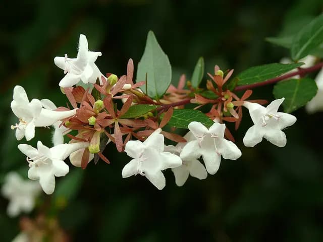 Abelia × grandiflora (Abélia)