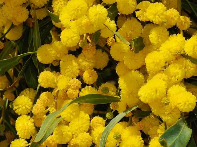 Acacia saligna (Mimosa à feuilles de saule)