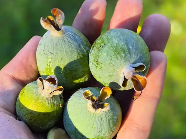 Acca sellowiana (Feijoa (goyavier du Brésil))