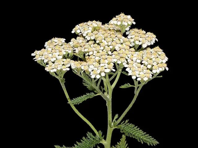 Achillea millefolium (Achillée)
