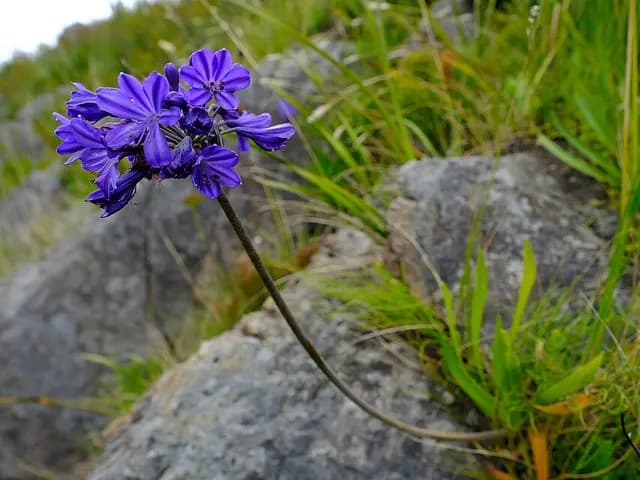 Agapanthus africanus (Agapanthe)