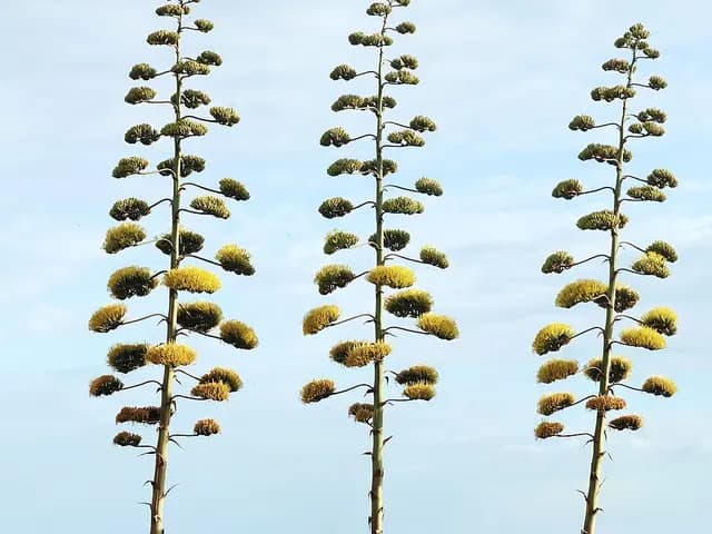 Agave americana (Agave d'Amérique)