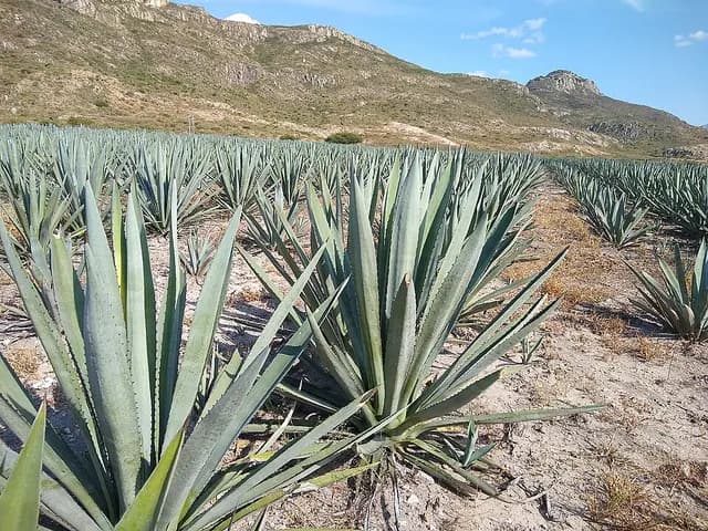 Agave angustifolia (Agave à feuilles étroites)