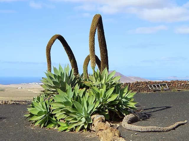 Agave attenuata (Agave à cou de cygne)