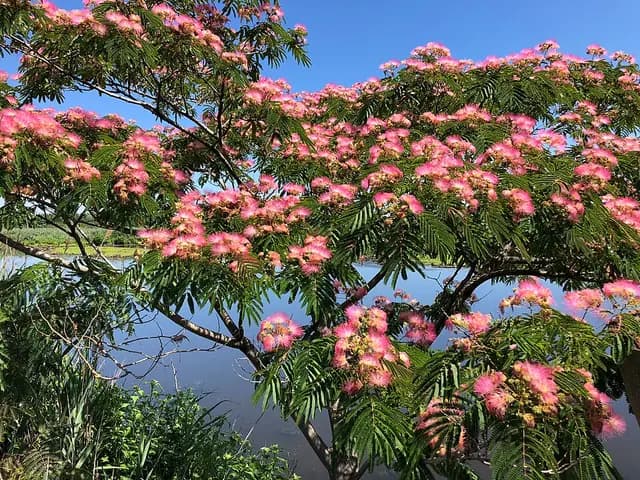 Albizia julibrissin (Arbre à soie)
