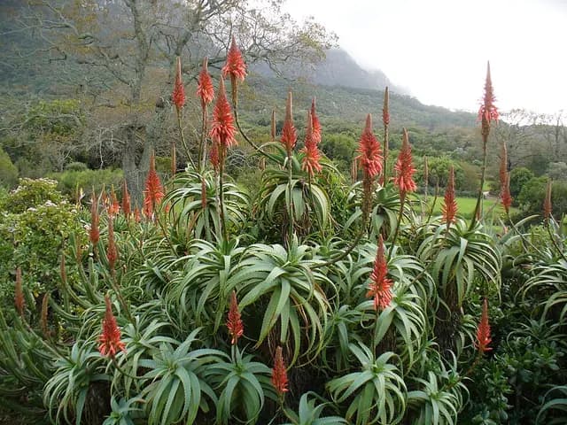 Aloe arborescens (Aloès arborescent)