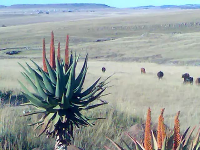 Aloe ferox (Aloès du Cap)