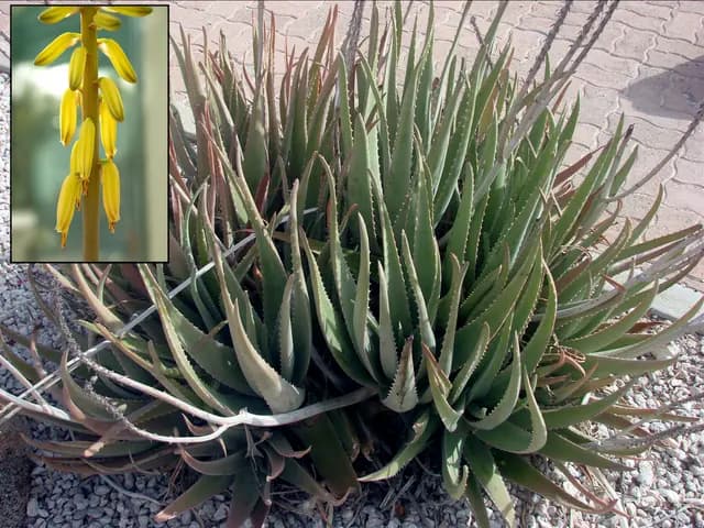 Aloe vera (Aloe vera)