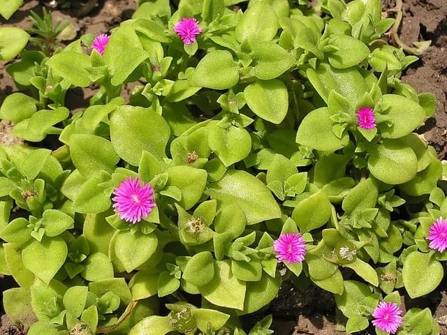 Aptenia cordifolia (Apténia)