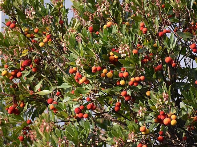 Arbutus unedo (Arbousier)