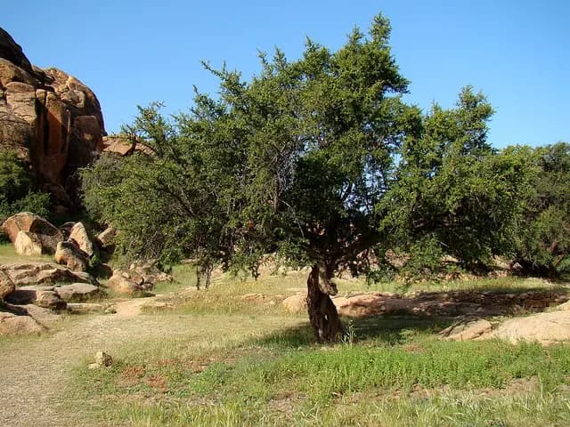 Argania spinosa (Arganier)