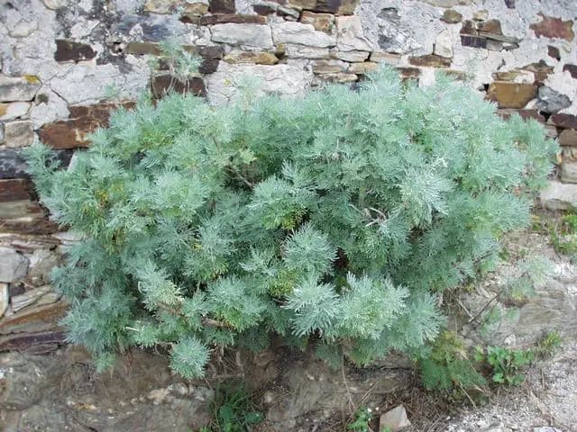 Artemisia arborescens (Armoise arborescente)