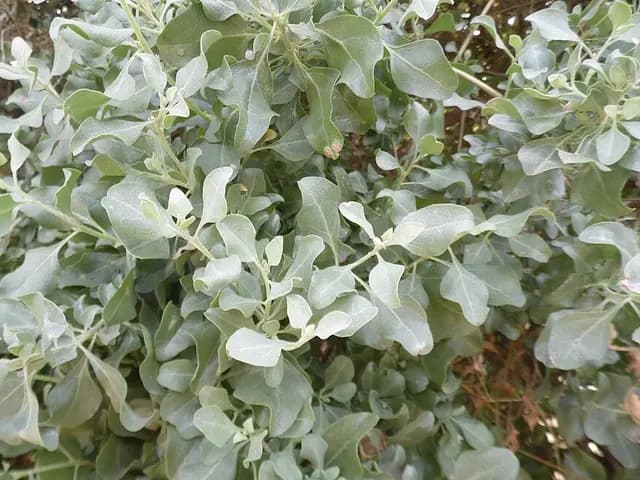 Atriplex halimus (Arroche marine)