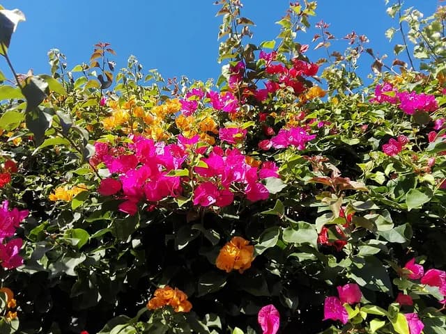 Bougainvillea glabra (Bougainvillée)