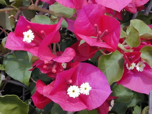 Bougainvillea spectabilis (Bougainvillée grimpante)