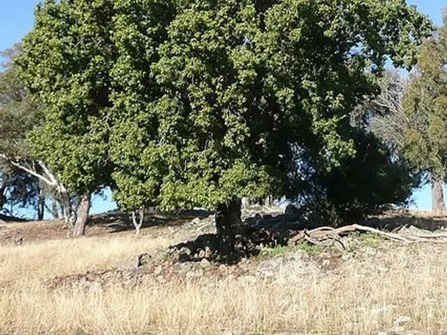 Brachychiton populneus (Brachychiton)