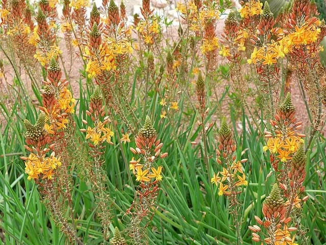 Bulbine frutescens (Bulbine)