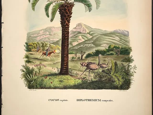Butia capitata (Palmier à gelée)