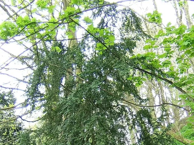 Buxus sempervirens (Buis)