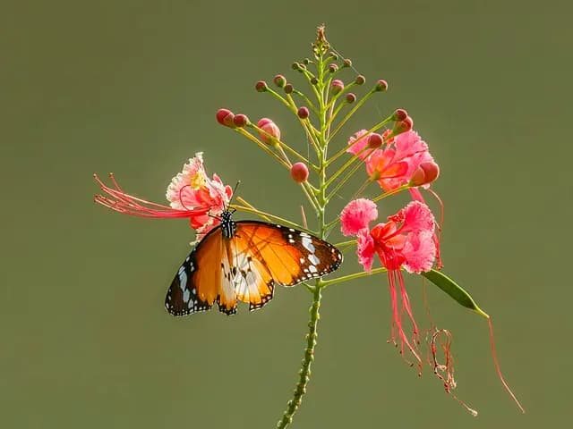 Caesalpinia pulcherrima (Petit flamboyant)