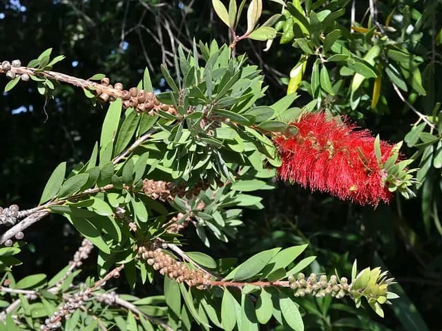 Callistemon citrinus (Rince-bouteille)