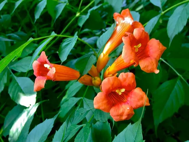 Campsis radicans (Bignone)