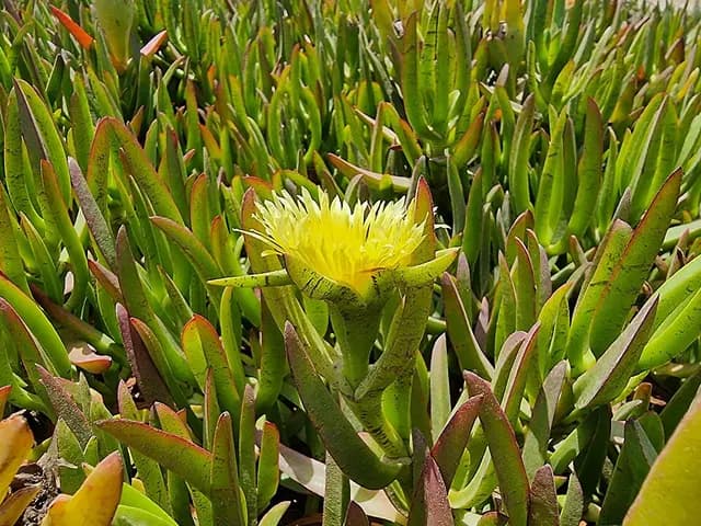 Carpobrotus edulis (Griffe de sorcière)