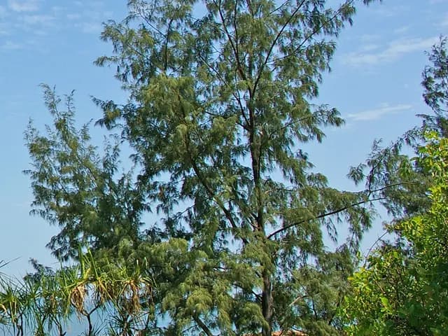 Casuarina equisetifolia (Filao)