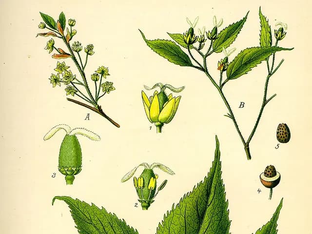 Celtis australis (Micocoulier)