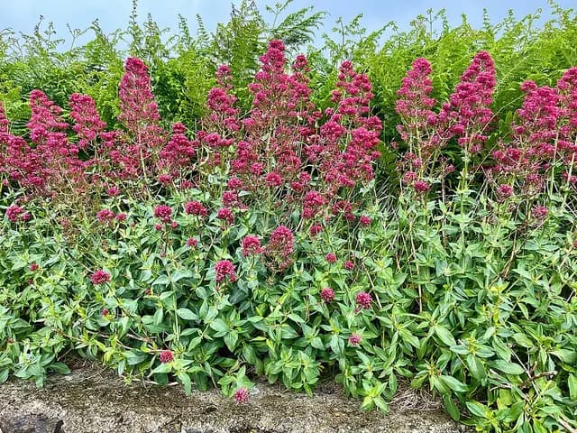 Centranthus ruber (Valériane rouge)