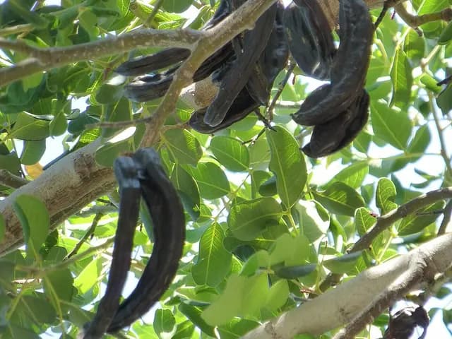 Ceratonia siliqua (Caroubier)