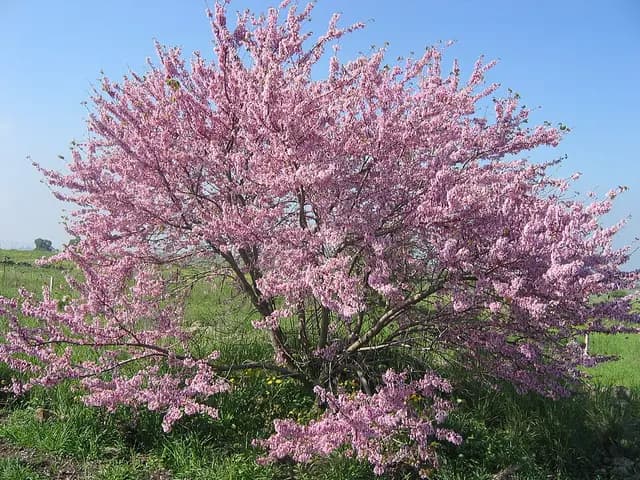 Cercis siliquastrum (Arbre de Judée)