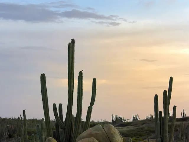 Cereus repandus (Cierge du Pérou)