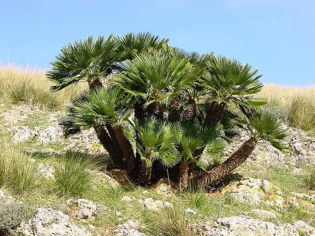 Chamaerops humilis (Palmier nain)