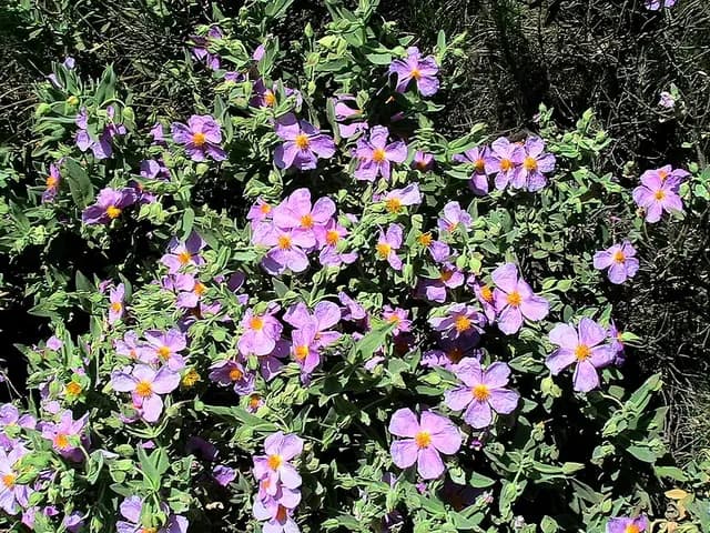 Cistus albidus (Ciste cotonneux)