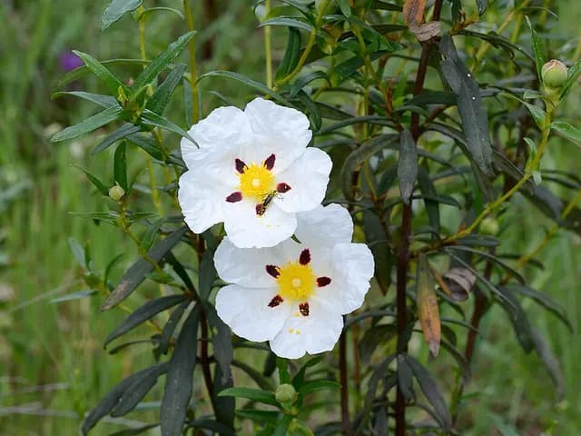 Cistus ladanifer (Ciste à gomme)