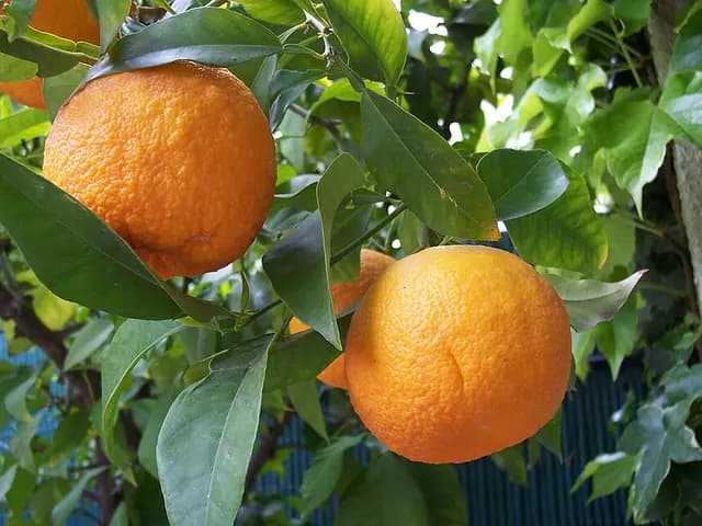 Citrus × aurantium (Bigaradier (oranger amer))