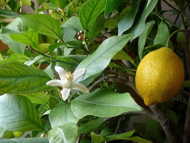 Citrus limon (Citronnier)
