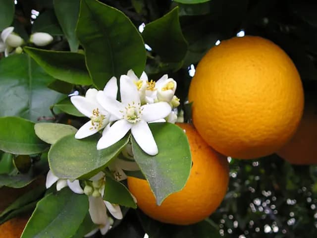Citrus sinensis (Oranger doux)