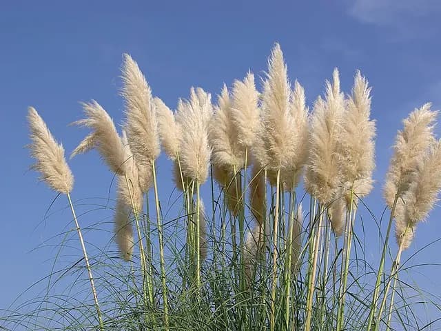 Cortaderia selloana (Herbe de la pampa)