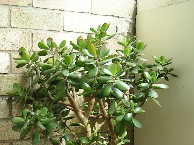 Crassula ovata (Arbre de jade)