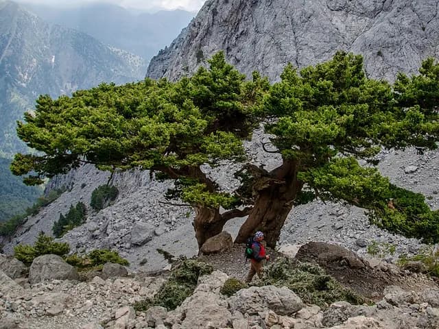 Cupressus sempervirens (Cyprès de Provence)