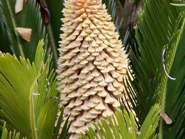 Cycas revoluta (Cycas)