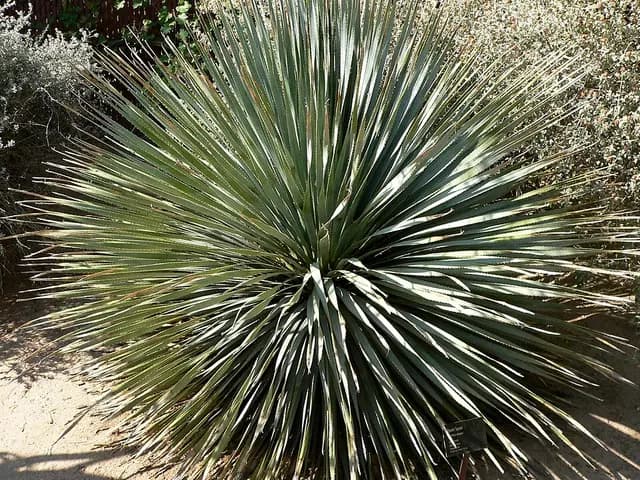 Dasylirion wheeleri (Dasylirion)