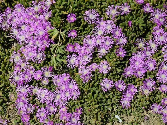 Delosperma cooperi (Pourpier vivace)