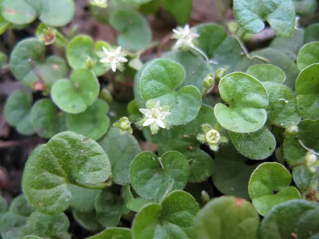 Dichondra repens (Dichondra)