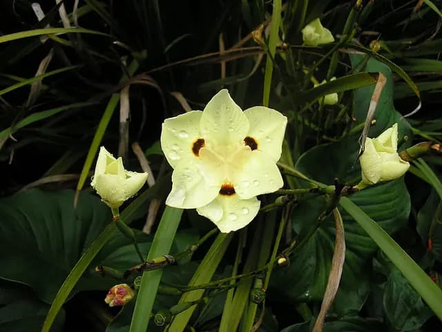 Dietes bicolor (Dietes)