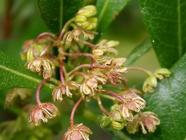 Dodonaea viscosa (Dodonée)