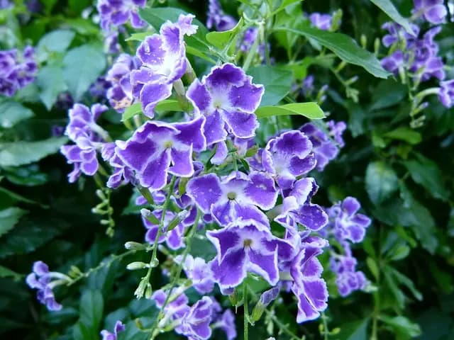 Duranta erecta (Vanillier de Cayenne)