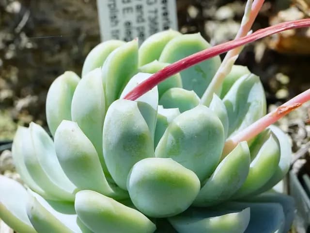 Echeveria elegans (Échévéria)